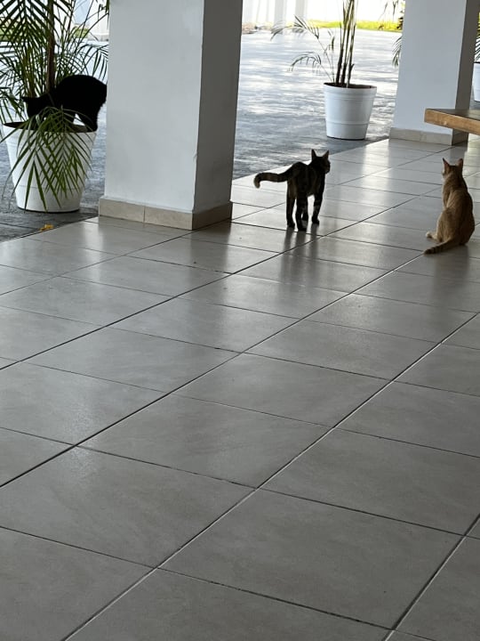 Sonstiges Sol Varadero Beach