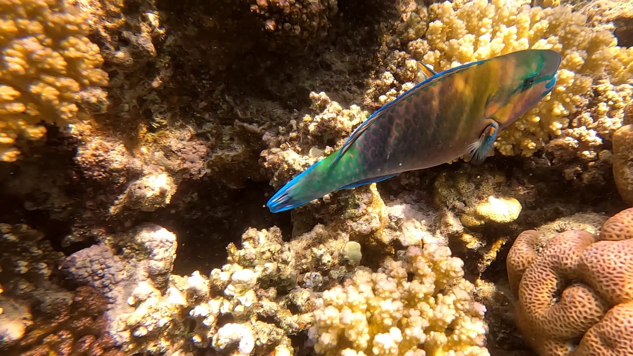 Sport & Freizeit Pickalbatros Sands Hotel - Port Ghalib