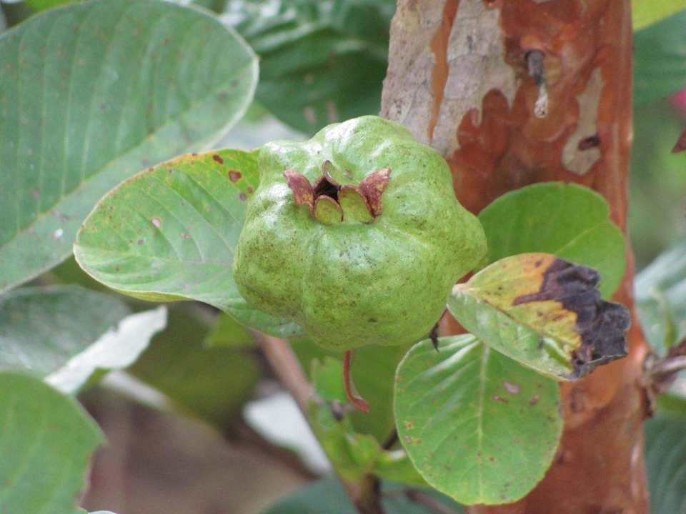 Sehr viele schöne Pflanzen Hotel Monn Phu Phrai