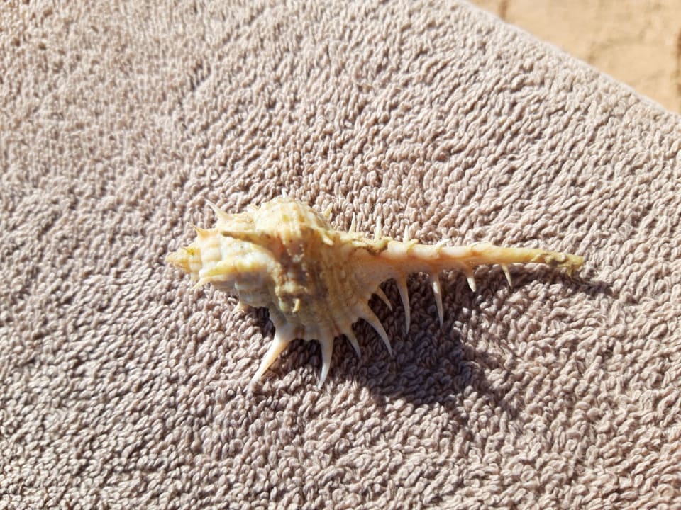 Strand Mövenpick Resort & Spa El Gouna