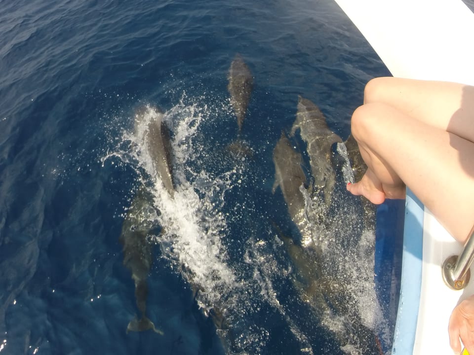 Und hunderte davon noch drumherum... Kuredu Island Resort & Spa