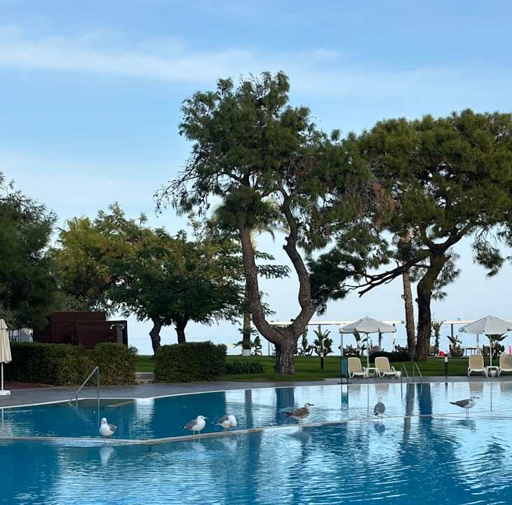 Pool TUI MAGIC LIFE Beldibi +16