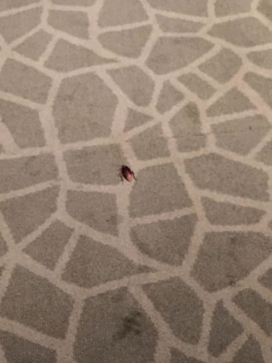 Kakerlake im Zimmer Farah Casablanca