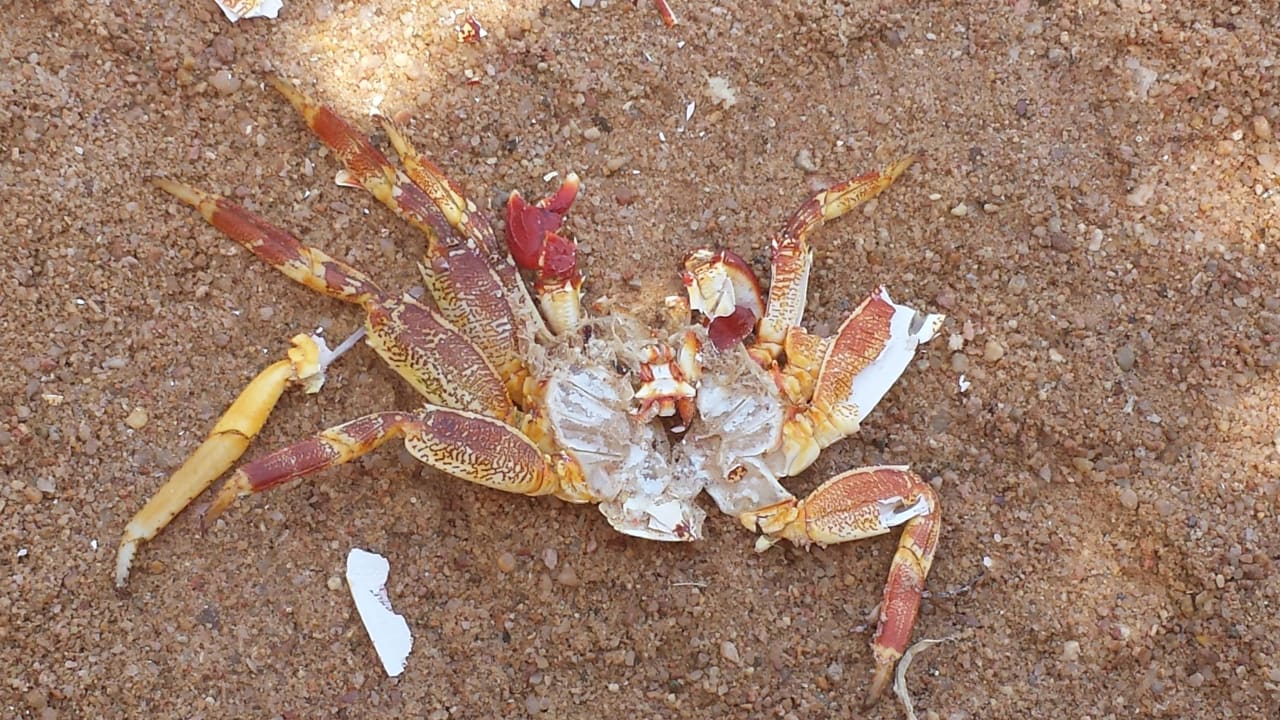 Ein Krebs, leider tot Pickalbatros Citadel Resort