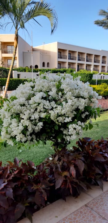 Gartenanlage Pickalbatros Royal Moderna Resort-Sharm El Sheikh