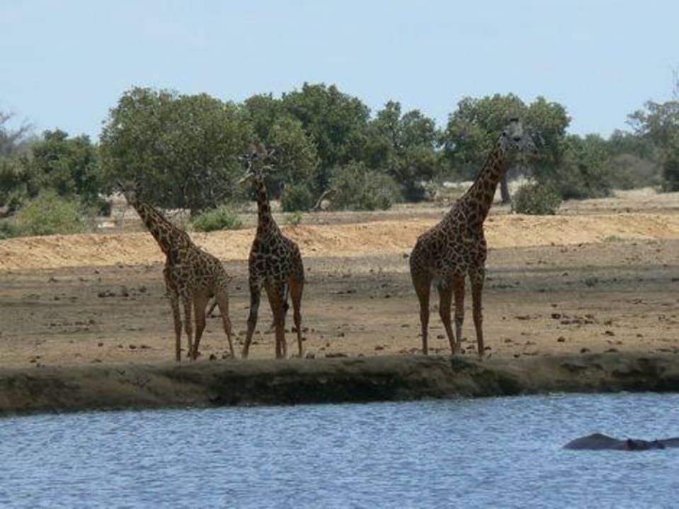 Durstige Giraffen am Wasserloch im Camp Satao Camp