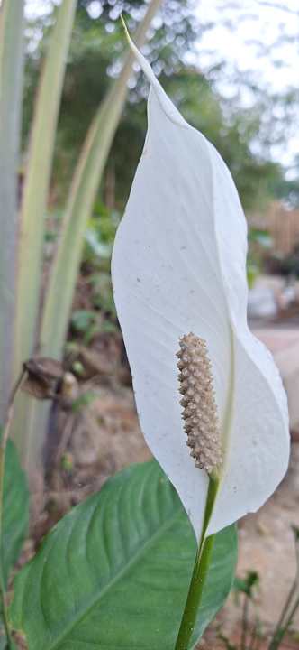 Gartenanlage Pu Luong Eco Garden