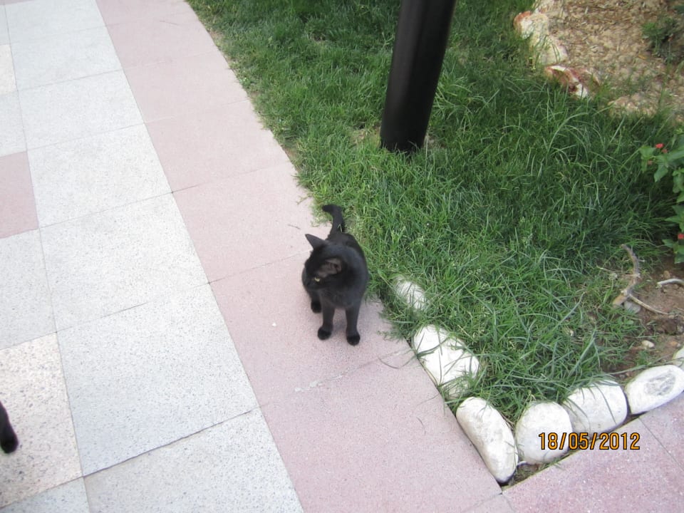 Hotelkatze Belek Beach Resort Hotel