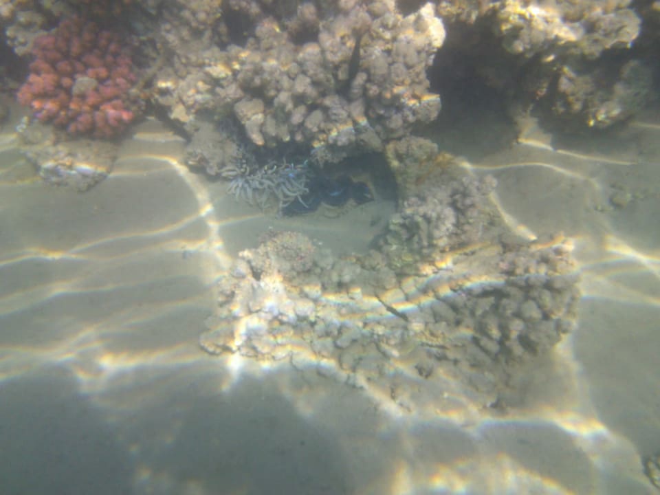 Strand Cleopatra Luxury Resort Makadi Bay