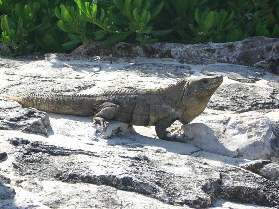 Hotelhaustier Sandos Playacar Beach Resort