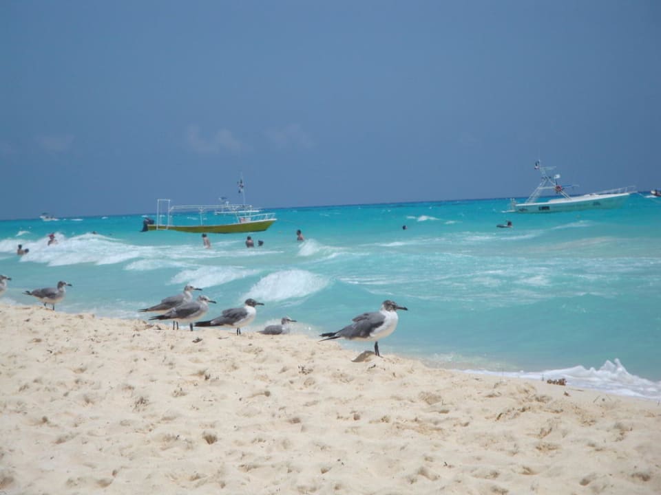 Sogar die Möven wissen wo es schön ist. Sandos Playacar Beach Resort