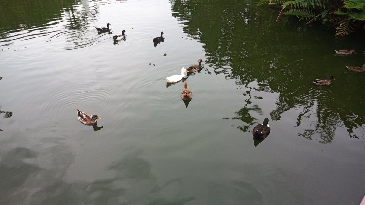 Gartenanlage Hotel Viva Dominicus Beach by Wyndham - All Inclusive Resort