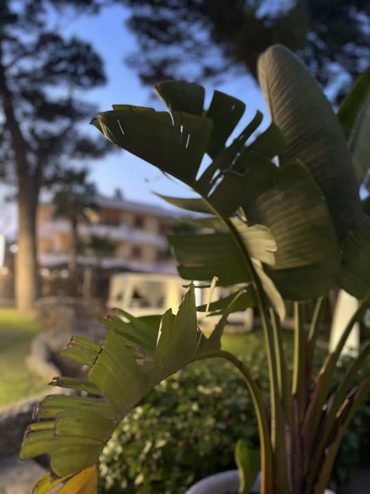 Gartenanlage Grupotel Montecarlo