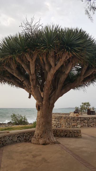 Strand allsun Hotel Borneo - Adults only