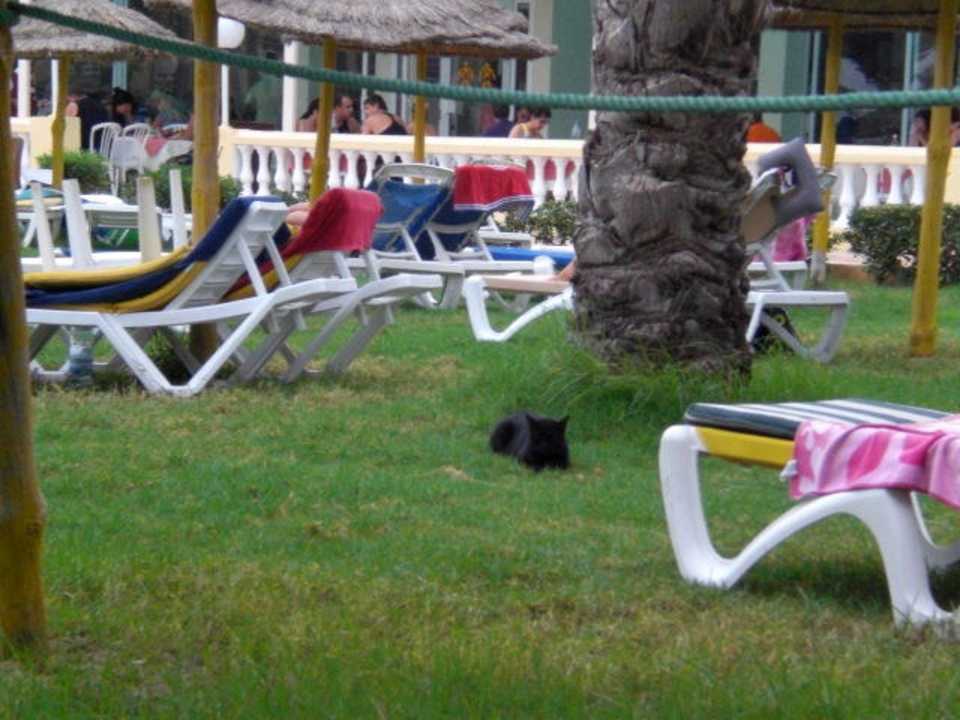 Katze sonnt sich Houda Golf & Beach Club