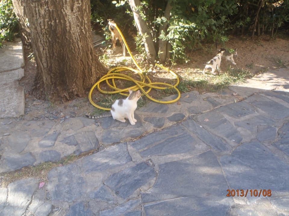 Katzen Calimera Sirens Beach