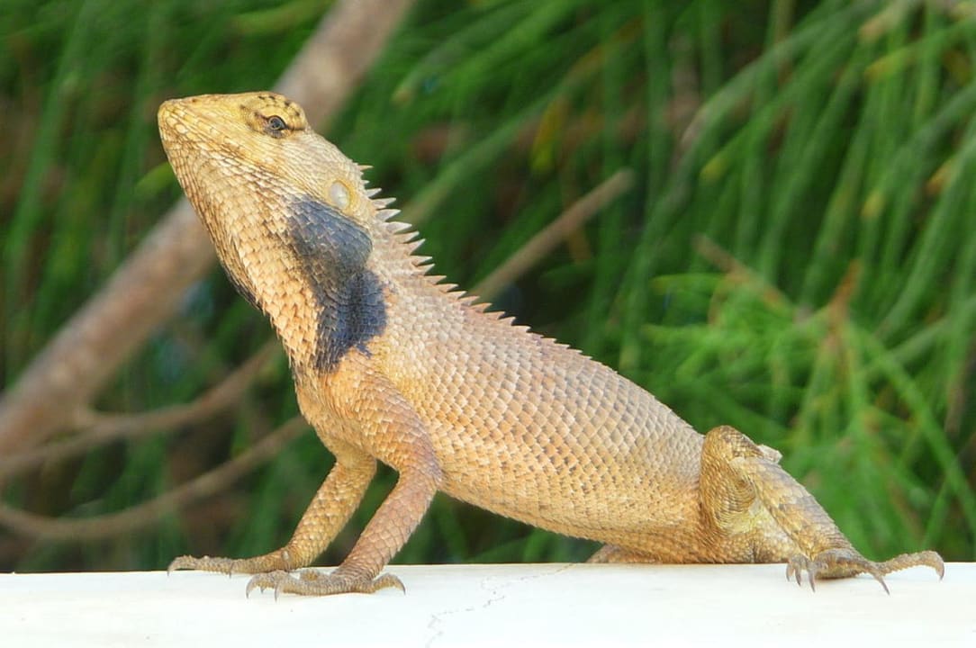 Unser kleines Haustier  Allezboo Beach Resort & Spa