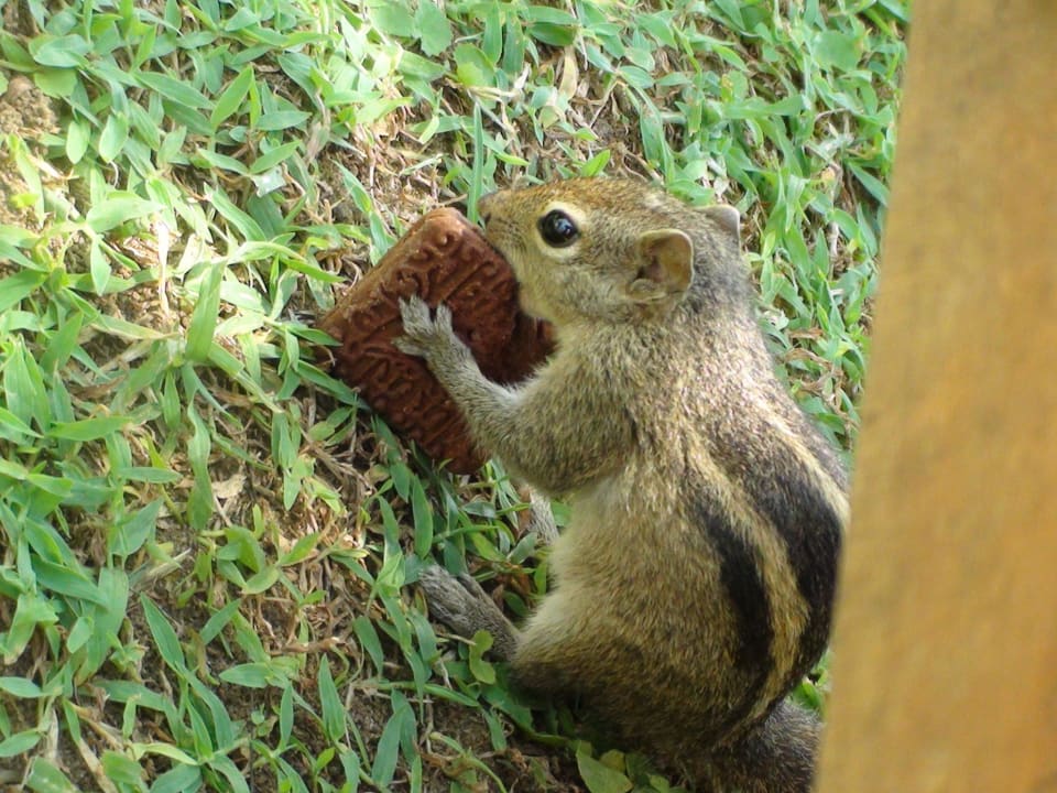 Streifenhörnchen Mermaid Hotel & Club