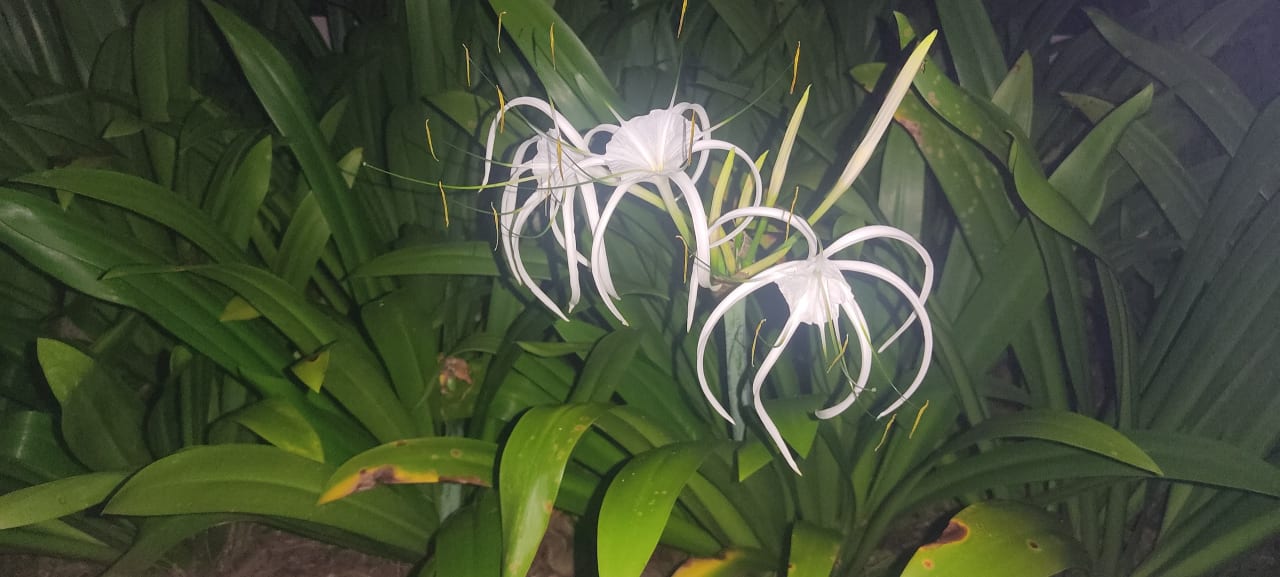 Gartenanlage Moracea by Khao Lak Resort