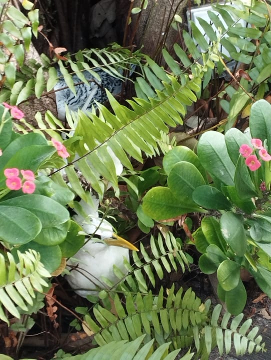 Gartenanlage Kuredu Island Resort & Spa