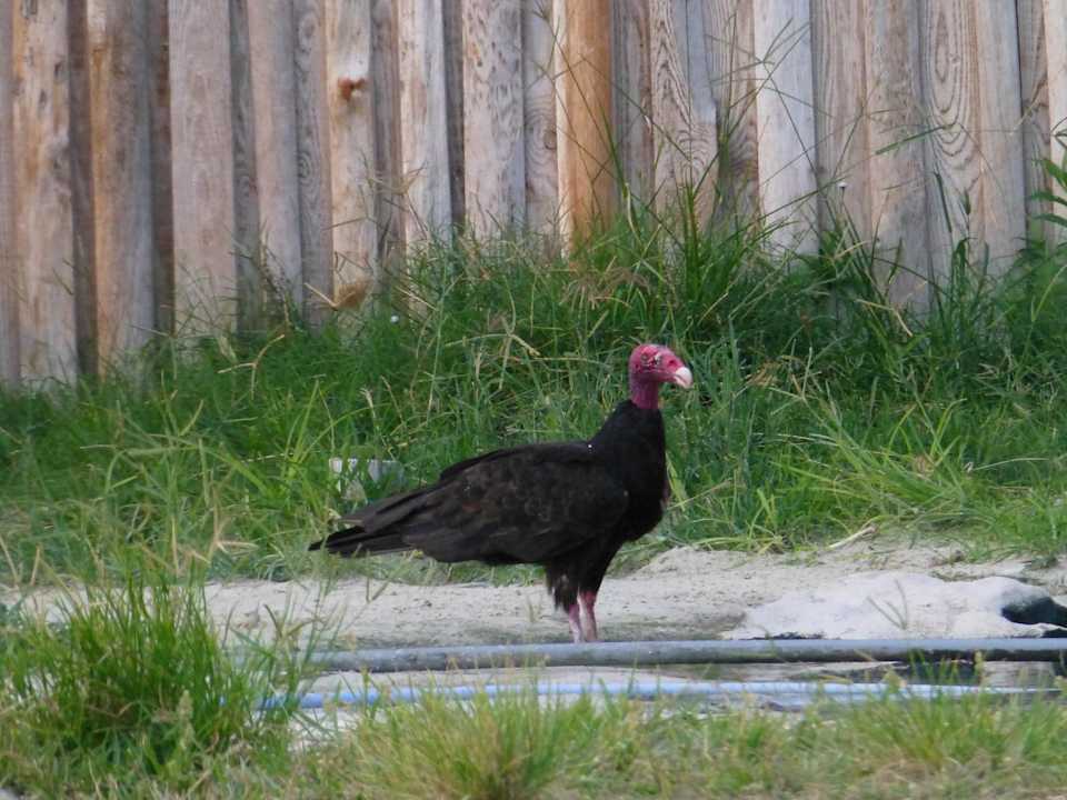 Truthahngeier am Strand  Hotel Playa Pesquero