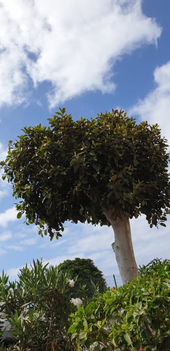 Gartenanlage allsun App.-Hotel Albatros