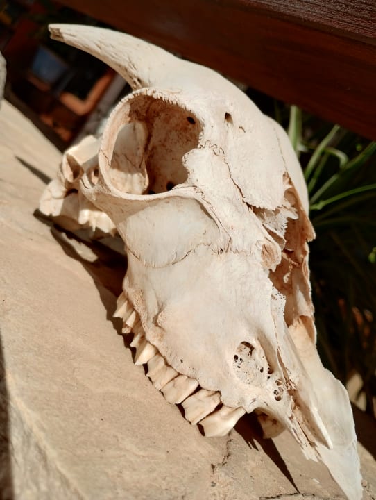 Gartenanlage Marina Playa Suite Hotel