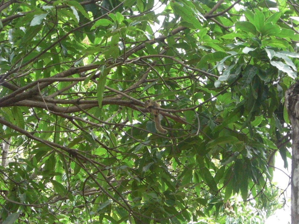 Ein Streifenhörnchen vor unserem Bungi Habarana Village by Cinnamon