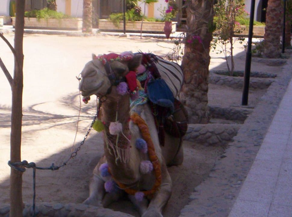 Hauskamel Willy Arabia Azur Resort