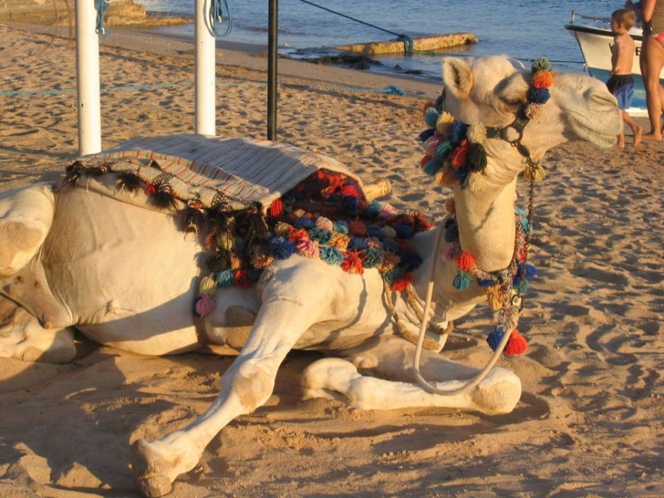 Ich mach mal Pause SUNRISE Royal Makadi Resort