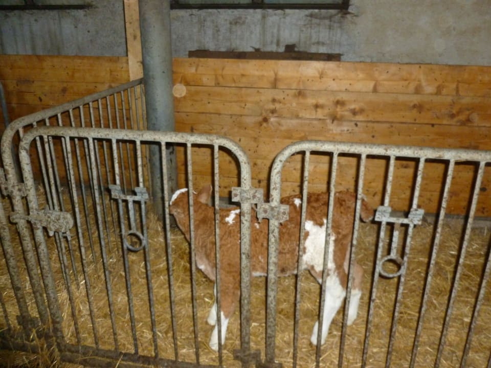 Sport & Freizeit Steinerhof in Hafling