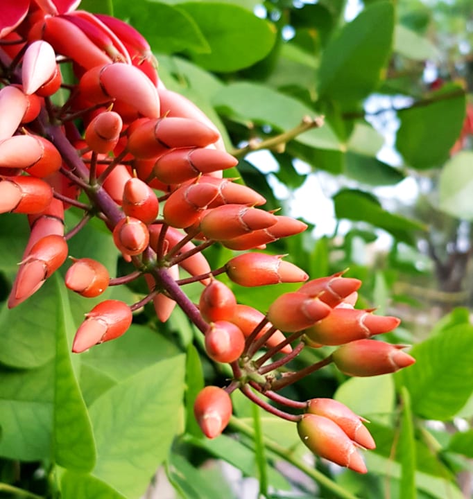 Gartenanlage Arum Barut Collection