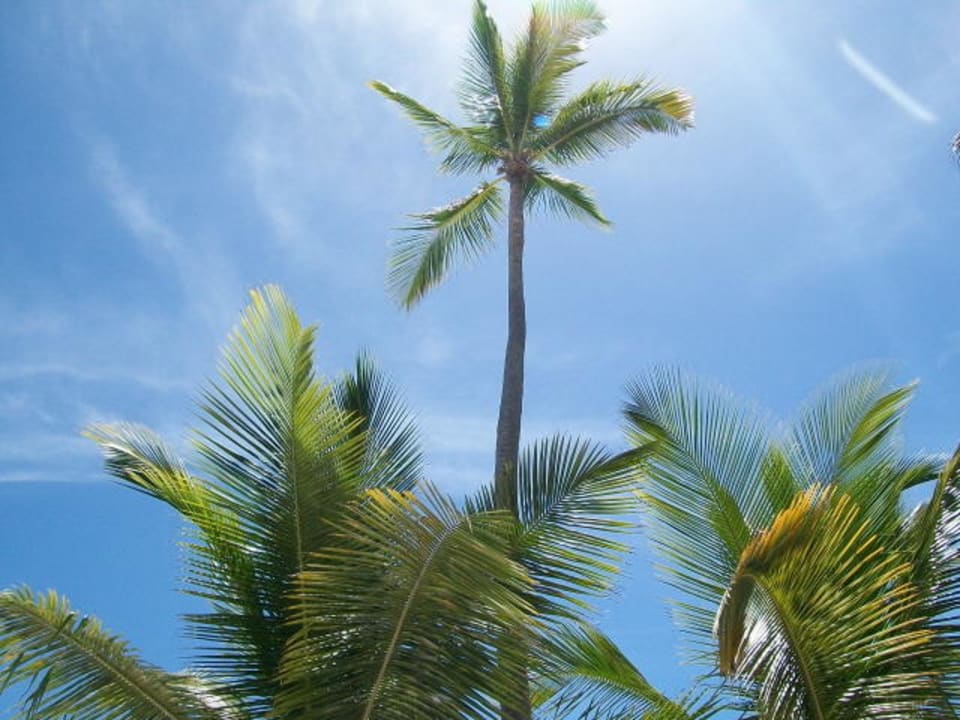 Palmy na terenie hotelu Hotel Grand Palladium Palace Resort, Spa & Casino