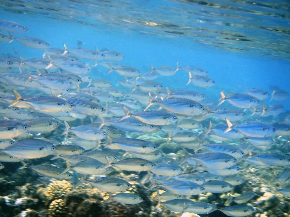 Strand Steigenberger Coraya Beach - Adults only