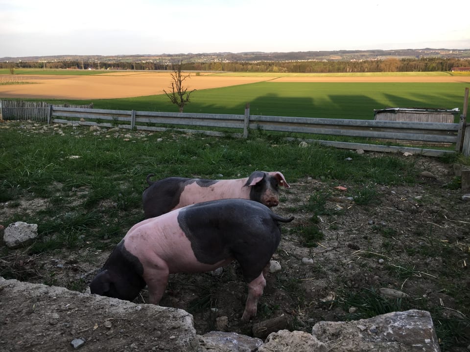 Sonstiges Ferienhof Schmid