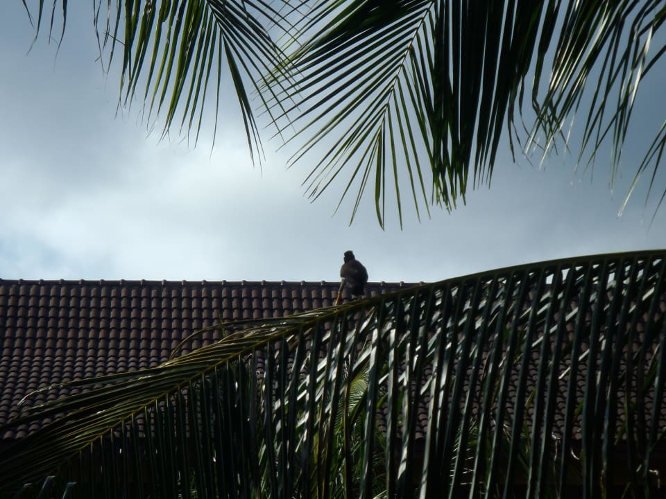 Einmal im Regen total schön Kata Palm Resort & Spa