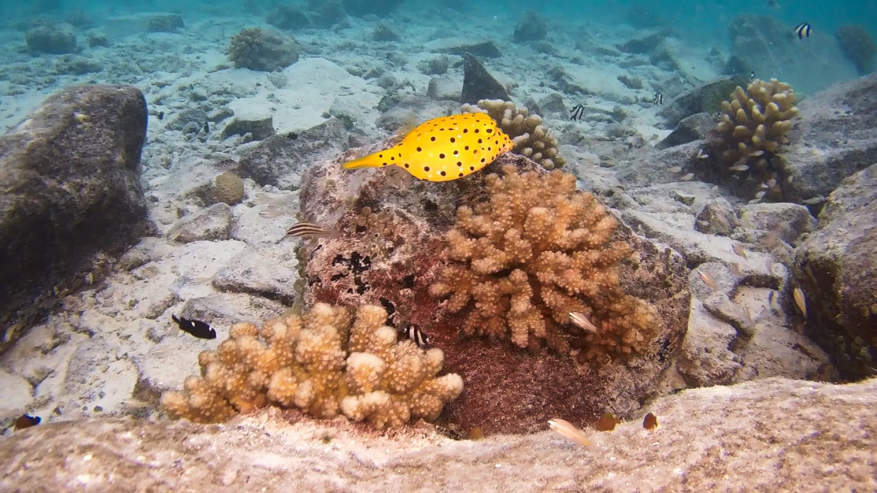 Sport & Freizeit Summer Island Maldives