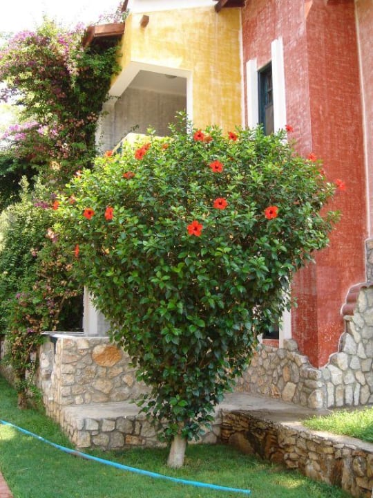 Unterer Anlagenteil Ölüdeniz Beach Resort by Z Hotels