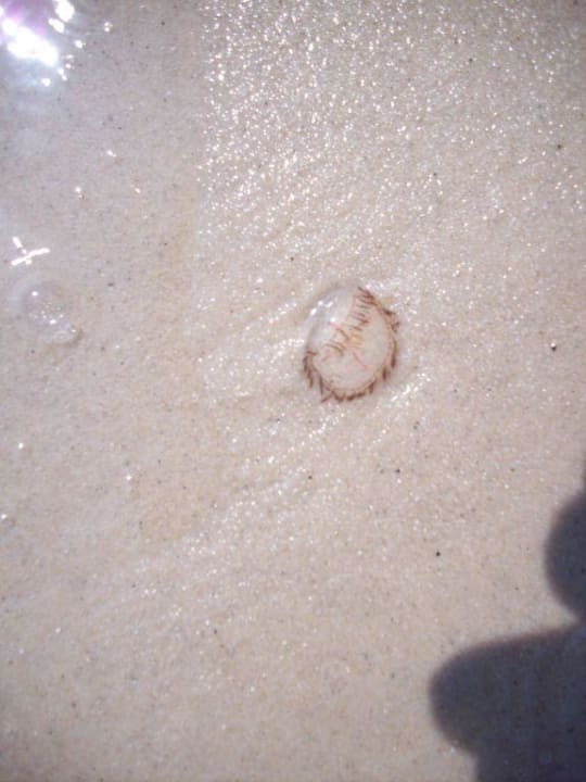 Feuerquallen am Strand  und im Wasser Hotel El Mouradi Skanes Beach