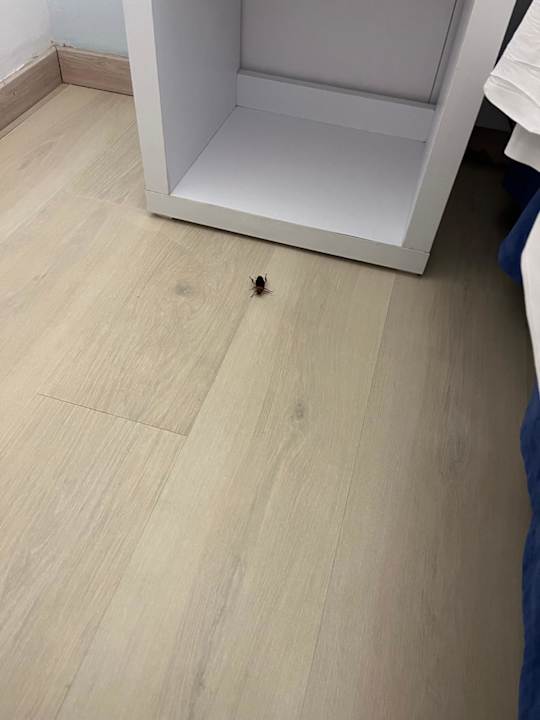 Zimmer BLUESEA Anba Romani