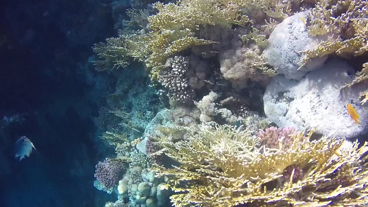 Sport & Freizeit Mövenpick Resort El Quseir