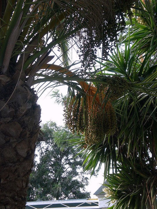Garten Kaya Side