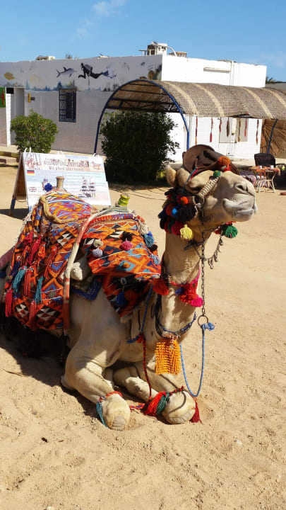 Aktivität zum reiten am Strand  Pickalbatros Alf Leila Wa Leila Resort - Neverland Hurghada
