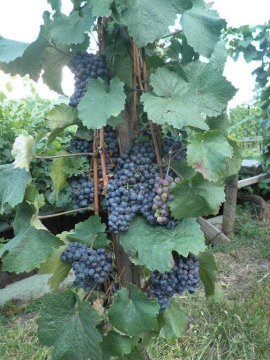 Trauben im eigenen Weinberg Schloss Hotel Korb