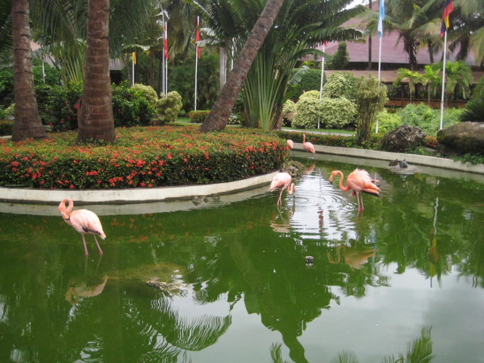 Teichanlage mit Flamingos vor der Lobby Grand Palladium Select Bávaro Resort & Spa