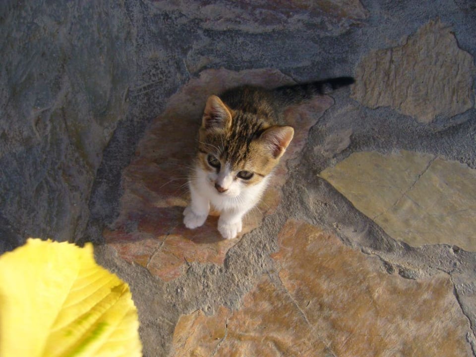 Princess - die kleine Hotelkatze. Le Jardin Resort