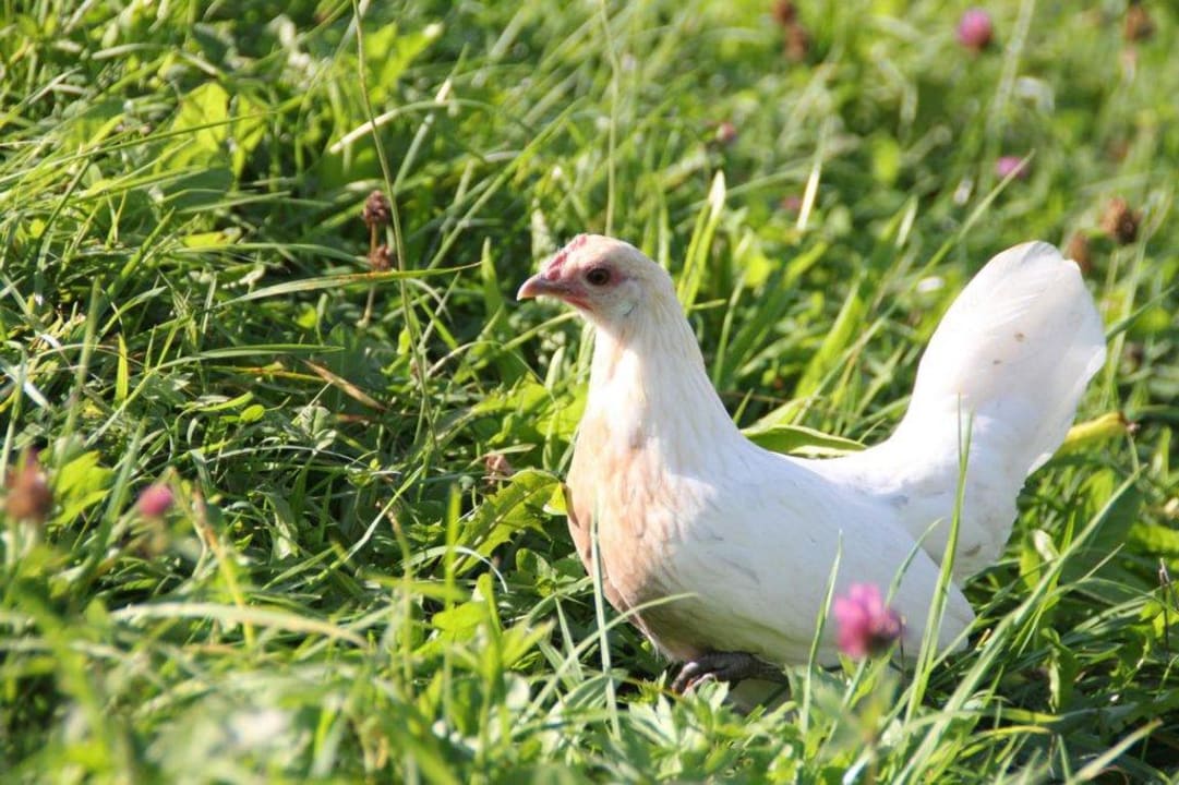 Tiere des Hauses Pension Mooserlehen