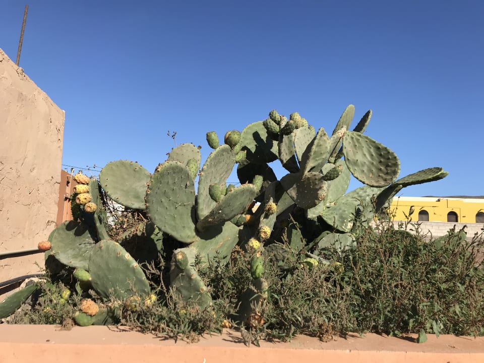 Garten Bakour Fuerteventura La Pared