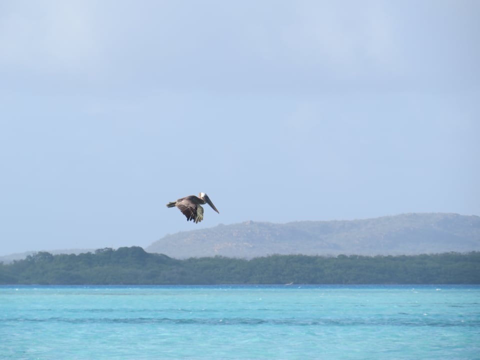 Der morgendliche Pelikan Sorobon Beach Resort