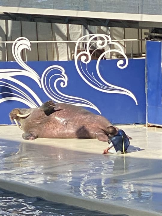 Sport & Freizeit The Land of Legends Kingdom Hotel